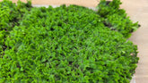 錢蘚|Riccia